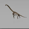Long Neck Dinosaur Skeleton Standing With Gray Background And Floor Reflection 3d model