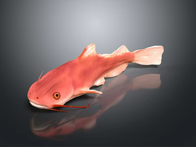 Vibrant Red Aquatic Fish With Whiskers And Reflection On Dark Surface 3d model