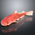 Vibrant Red Aquatic Fish With Whiskers And Reflection On Dark Surface 3d model