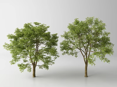 Two Green Leafy Arbor Trees With Brown Trunks Against White Background 3d model