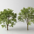 Two Green Leafy Arbor Trees With Brown Trunks Against White Background 3d model