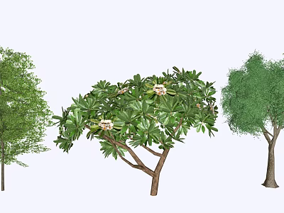 Three Different Types of Trees Featuring Varying Leaf Colors White Flowers and Distinct Trunks 3d model