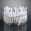 Dental Organ Model With Numbered Teeth From 6 To 12 And 21 To 26 Anatomical Structure