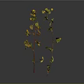 Green Leaf Plant With Yellow Small Flowers And Red Stems On Dark Background