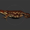 Red Brown Spotted Toad With Textured Skin Isolated On Gray Background 3d model
