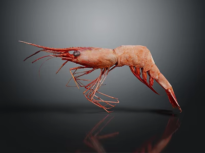 Red Aquatic Shrimp With Long Antennae Curved Body And Dark Background Reflection 3d model