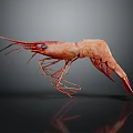 Red Aquatic Shrimp With Long Antennae Curved Body And Dark Background Reflection