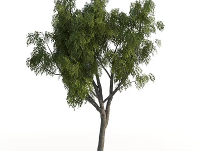 Tall Leafy Tree With Green Leaves Strong Trunk And Extended Branches 3d model