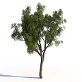 Tall Leafy Tree With Green Leaves Strong Trunk And Extended Branches