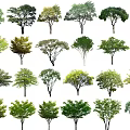 Modern tree flower tree small tree 3d model