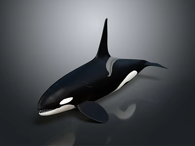 Orca Whale Black And White Body With Dorsal Fin Realistic 3D Render On Gray Background 3d model