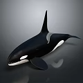 Orca Whale Black And White Body With Dorsal Fin Realistic 3D Render On Gray Background