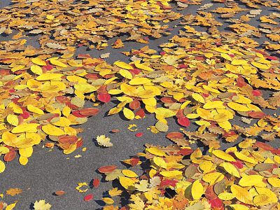 Vibrant Autumn Fallen Leaves Covering Ground With Colorful Yellow Red Brown Hues 3d model