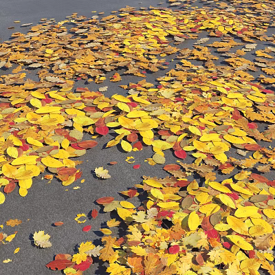 Vibrant Autumn Fallen Leaves Covering Ground With Colorful Yellow Red Brown Hues 3d model
