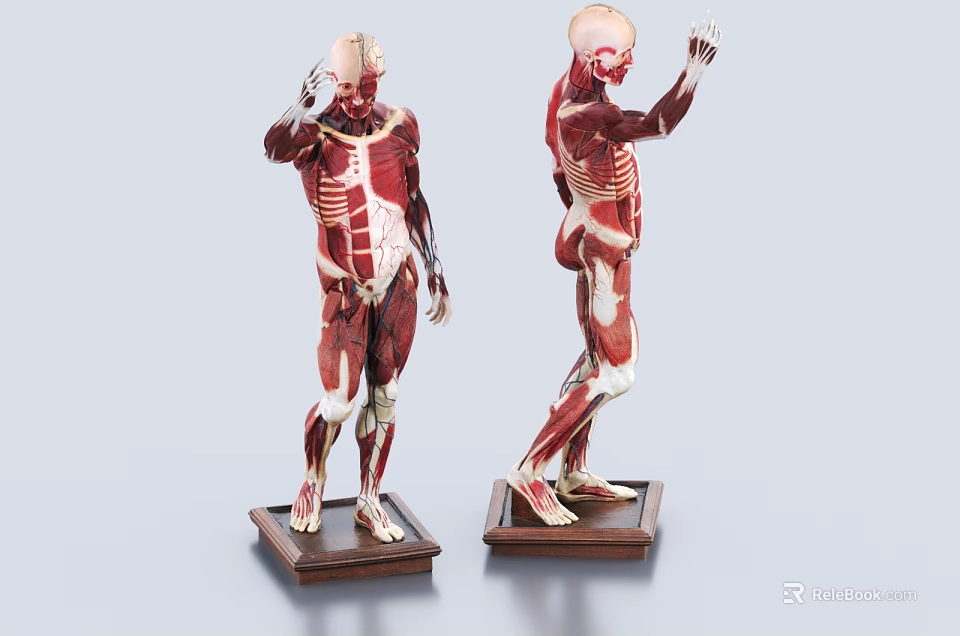 Medical Device Human Muscular Skeleton Anatomical Model For Medical Education Training 3d model 