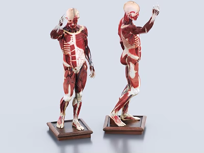 Medical Device Human Muscular Skeleton Anatomical Model For Medical Education Training 3d model