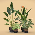 Decorative Green Potted Plants With Various Large Leaves And Flowering Species In Black Brown Pots