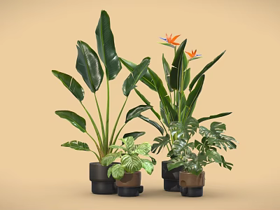 Decorative Green Potted Plants With Various Large Leaves And Flowering Species In Black Brown Pots 3d model