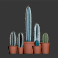 Multiple Blue Green Cacti in Orange Pots Various Sizes Decorative Household Plants on Dark Background