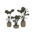 Elegant Bonsai Potted Plants With Large Green Leaves In Woven Ceramic Planters For Home Decor