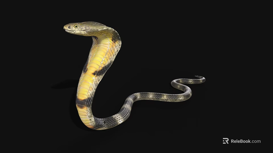Reptile Cobra Snake With Yellow And Black Pattern On Black Background 3d model