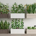 Various Crops Growing in Brown White and Beige Planters Against White Wall and Wooden Floor