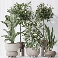 Modern Garden Decor With Various Green Plants In Different Planters And Arrangements
