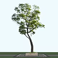 Lush Arbor With Green Foliage Curved Trunk Against Clear Blue Sky