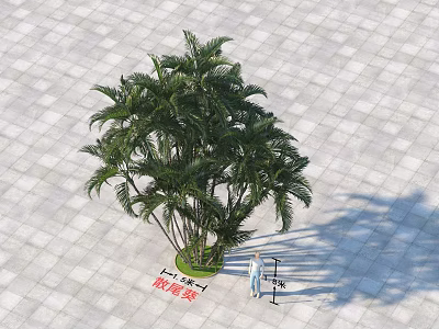 Lush Green Palm Tree Growing On Tiled Stone Pavement With Person Standing Nearby 3d model
