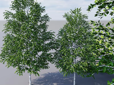 Tall Lush Green Trees With Dense Foliage And White Trunks In Natural Environment 3d model