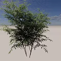Lush Green Shrub With Dense Foliage Against Blue Sky And White Clouds