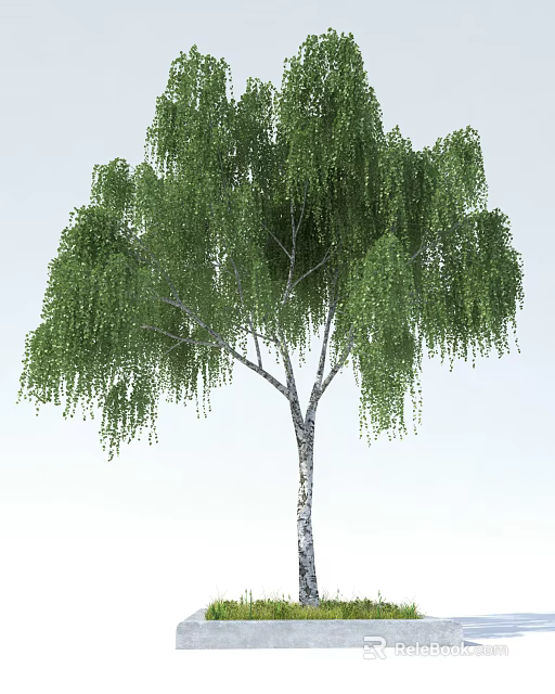 Weeping Willow Tree With Lush Green Hanging Branches And White Trunk 3d model