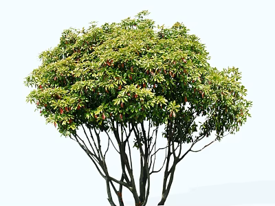 2D Cluster Photinia fraseri 3d model 2D Cluster Photinia fraseri 3d model