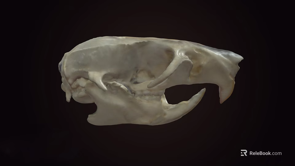 Detailed Animal Skull Skeleton With White Bone Structure On Dark Background 3d model 