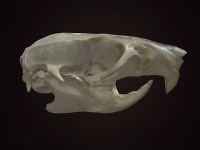 Detailed Animal Skull Skeleton With White Bone Structure On Dark Background 3d model
