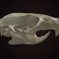 Detailed Animal Skull Skeleton With White Bone Structure On Dark Background 3d model