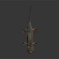 Dark Gray Salamander With Red Accents On Limbs And Textured Skin