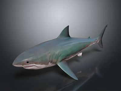 Realistic Green And Gray Shark Full Body Model On Gray Background 3d model