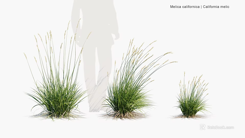 Moraea californica California Green Grass Like Plants In Various Sizes With Human Silhouette 3d model 