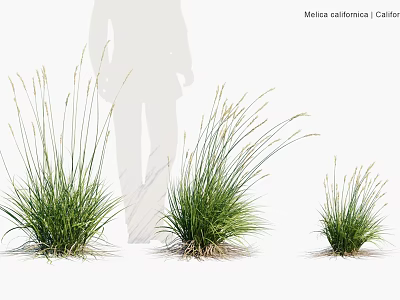 Moraea californica California Green Grass Like Plants In Various Sizes With Human Silhouette 3d model