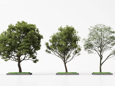 Three Arbor Trees With Varied Crown Shapes And Green Grass Bases 3d model