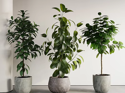 Three Lush Green Bonsai Plants In Gray Pots For Indoor Home Decor 3d model