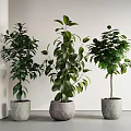 Three Lush Green Bonsai Plants In Gray Pots For Indoor Home Decor