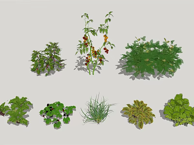 Fresh Vegetable Plants of Different Varieties Including Leafy Greens and Tomato Plants 3d model