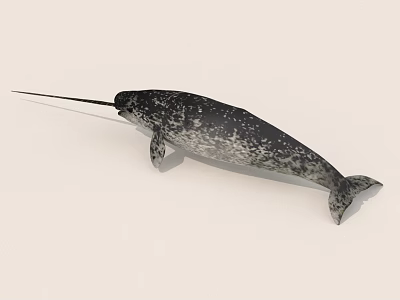 Narwhal Marine Animal With Long Spiral Tusk And Spotted Skin 3d model