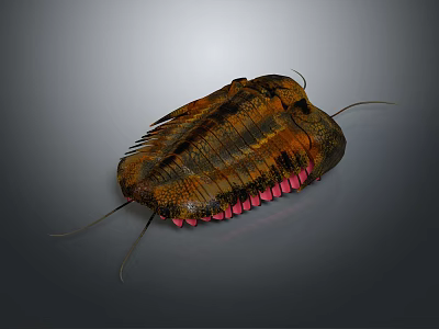 Prehistoric Trilobite Fossil With Orange Black Shell And Pink Ventral Structures 3d model