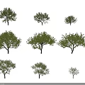 Different Tree Varieties With Various Canopies And Human Figures For Scale 3d model