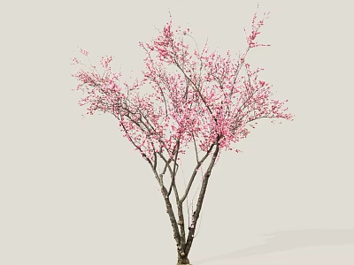 Elegant Pink Flowering Tree With Delicate Branches On Light Background 3d model