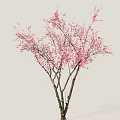 Elegant Pink Flowering Tree With Delicate Branches On Light Background