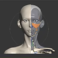 3D Human Head Anatomy Model With Half Face Muscle And Skeletal Structure 3d model